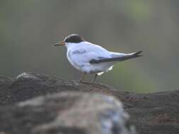 Image of Saunders's tern