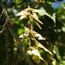 Acer negundo var. interior (Britt.) Sarg.的圖片