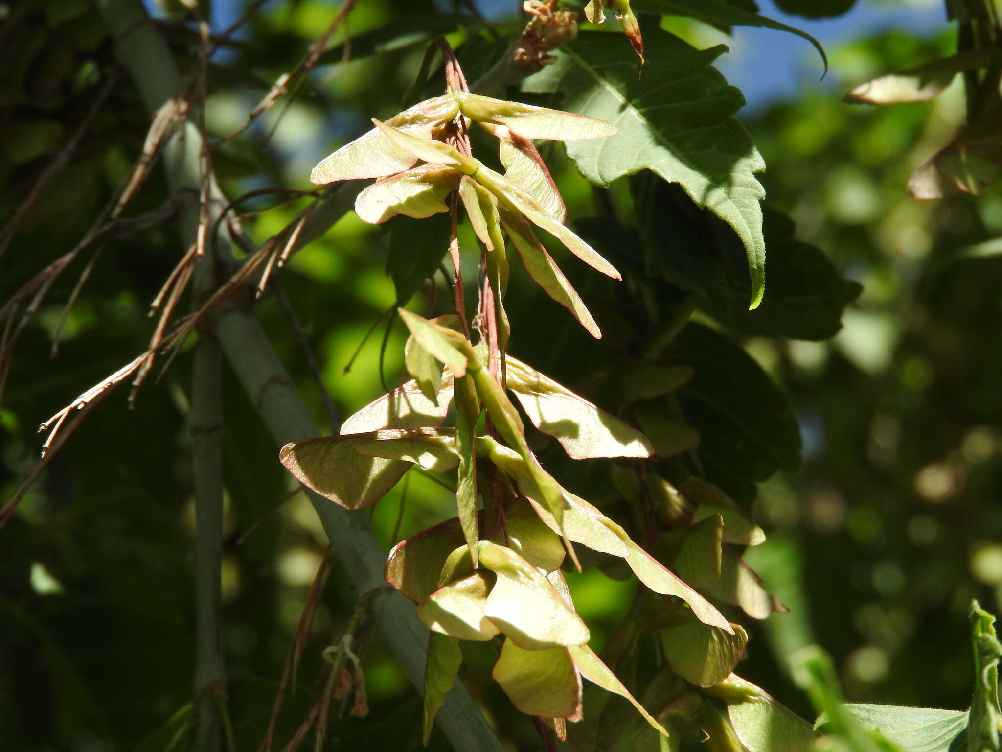 Imagem de Acer negundo var. interior (Britt.) Sarg.