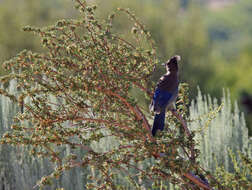 Image of Steller's Jay