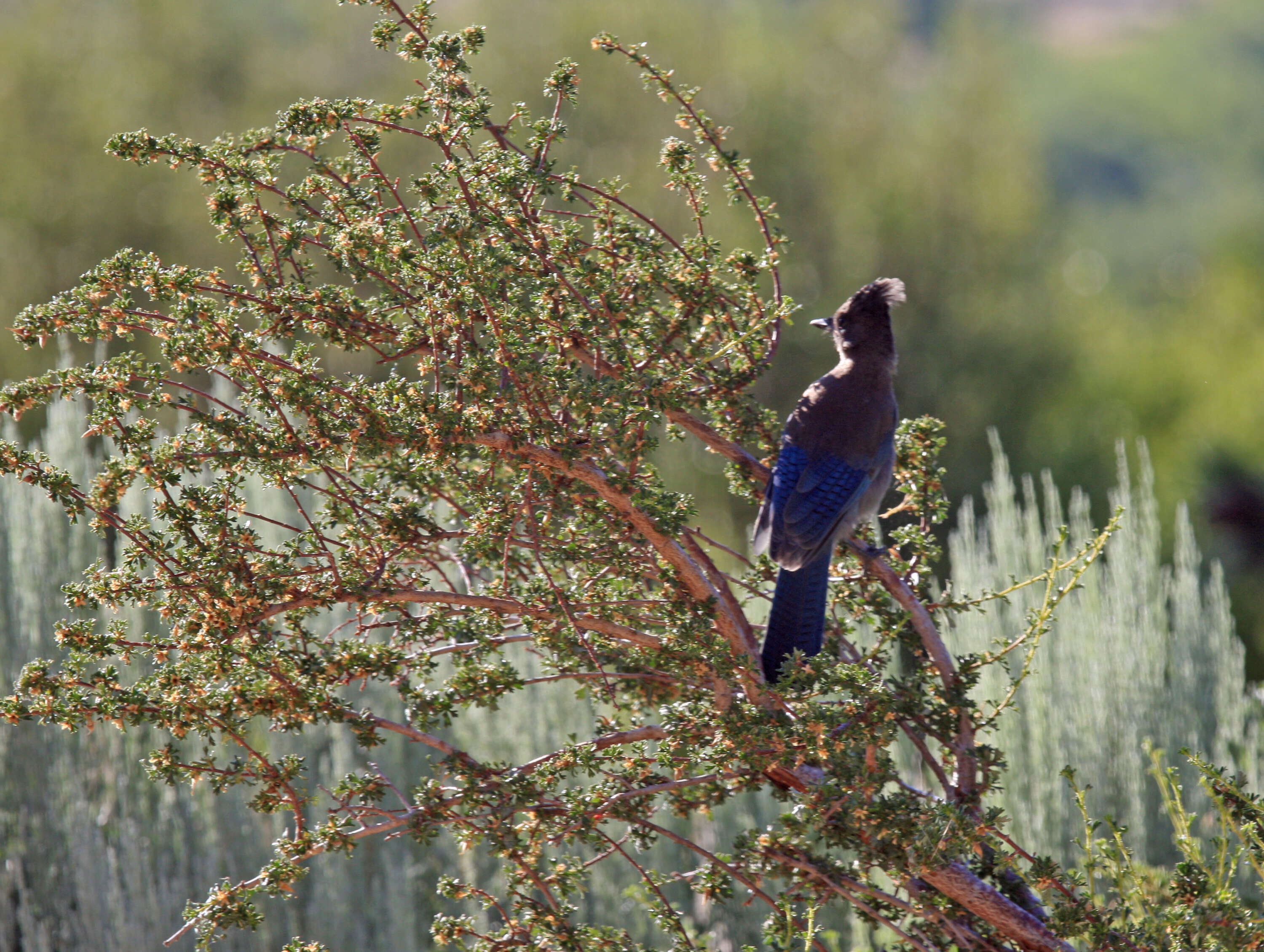 Image of Steller's Jay