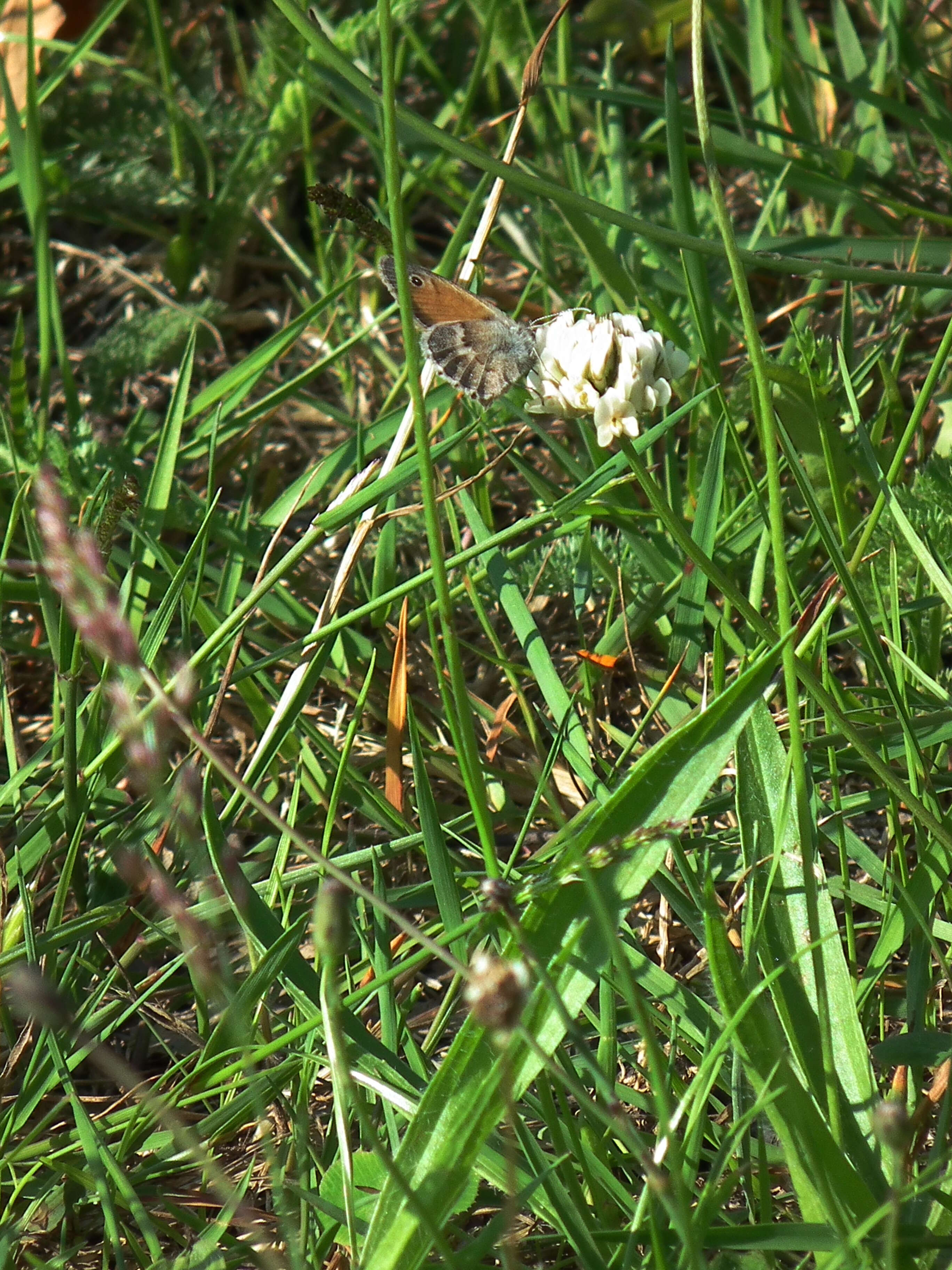Image of small heath