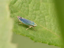 Image of Isogonalia sexlineata (Signoret 1855)