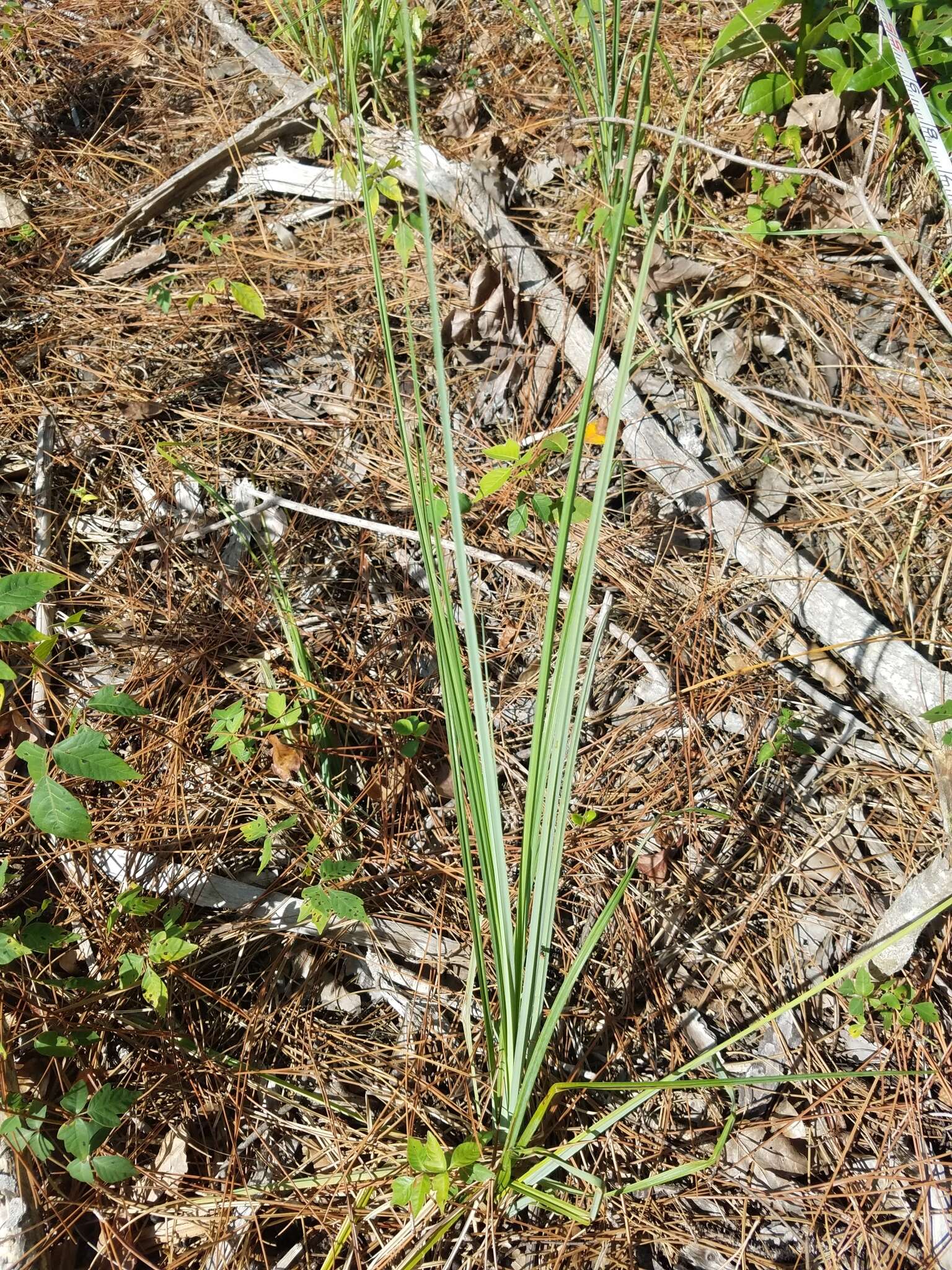 Image of southern waxy sedge