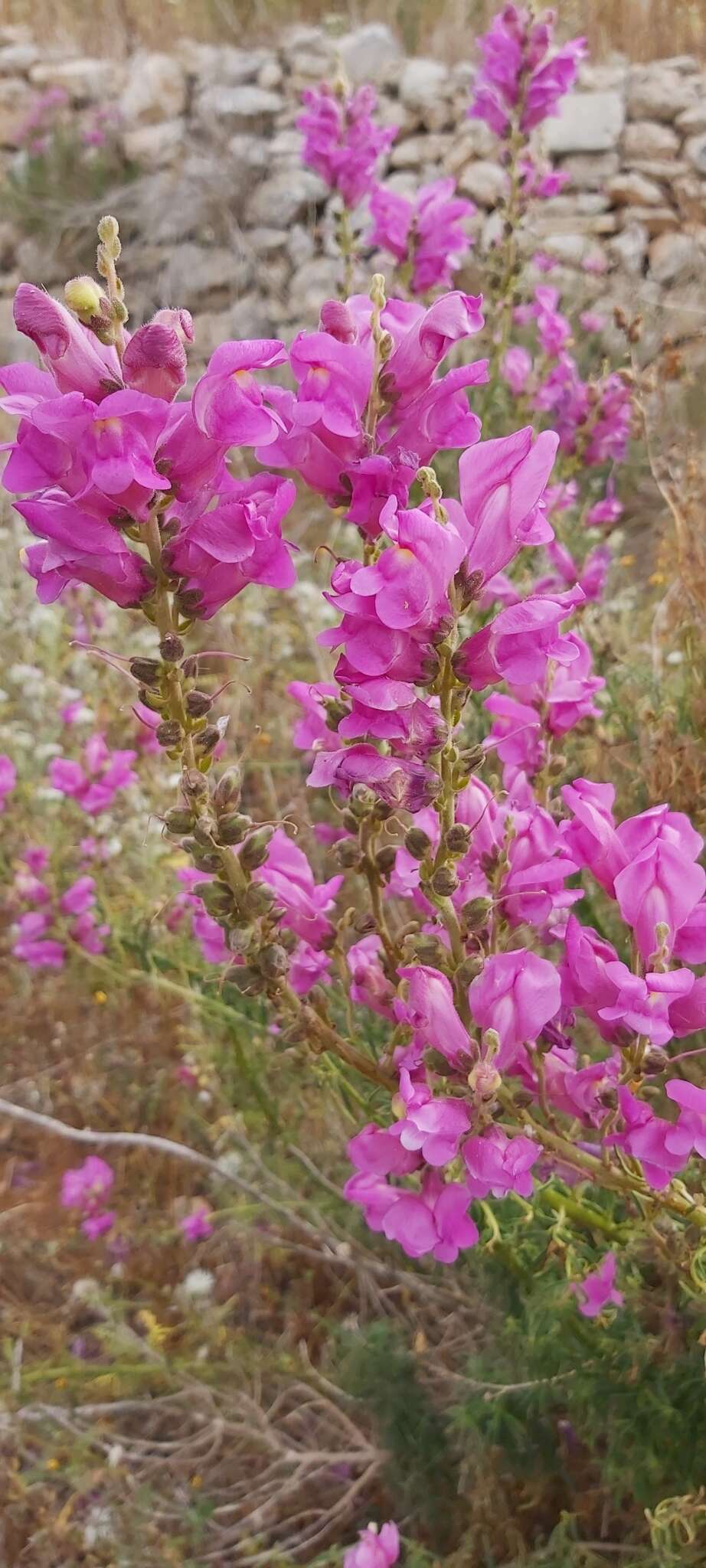 Image of Antirrhinum tortuosum Bosc ex Vent.