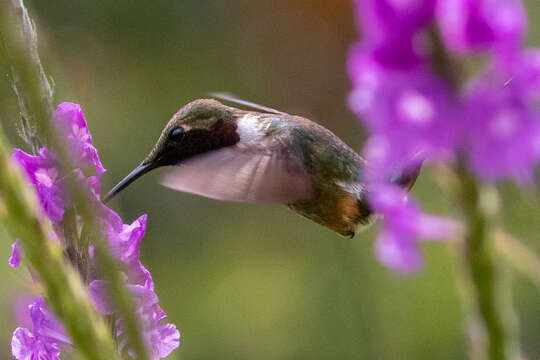 Image of Magenta-throated Woodstar