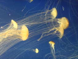 Image of Compass jellyfish