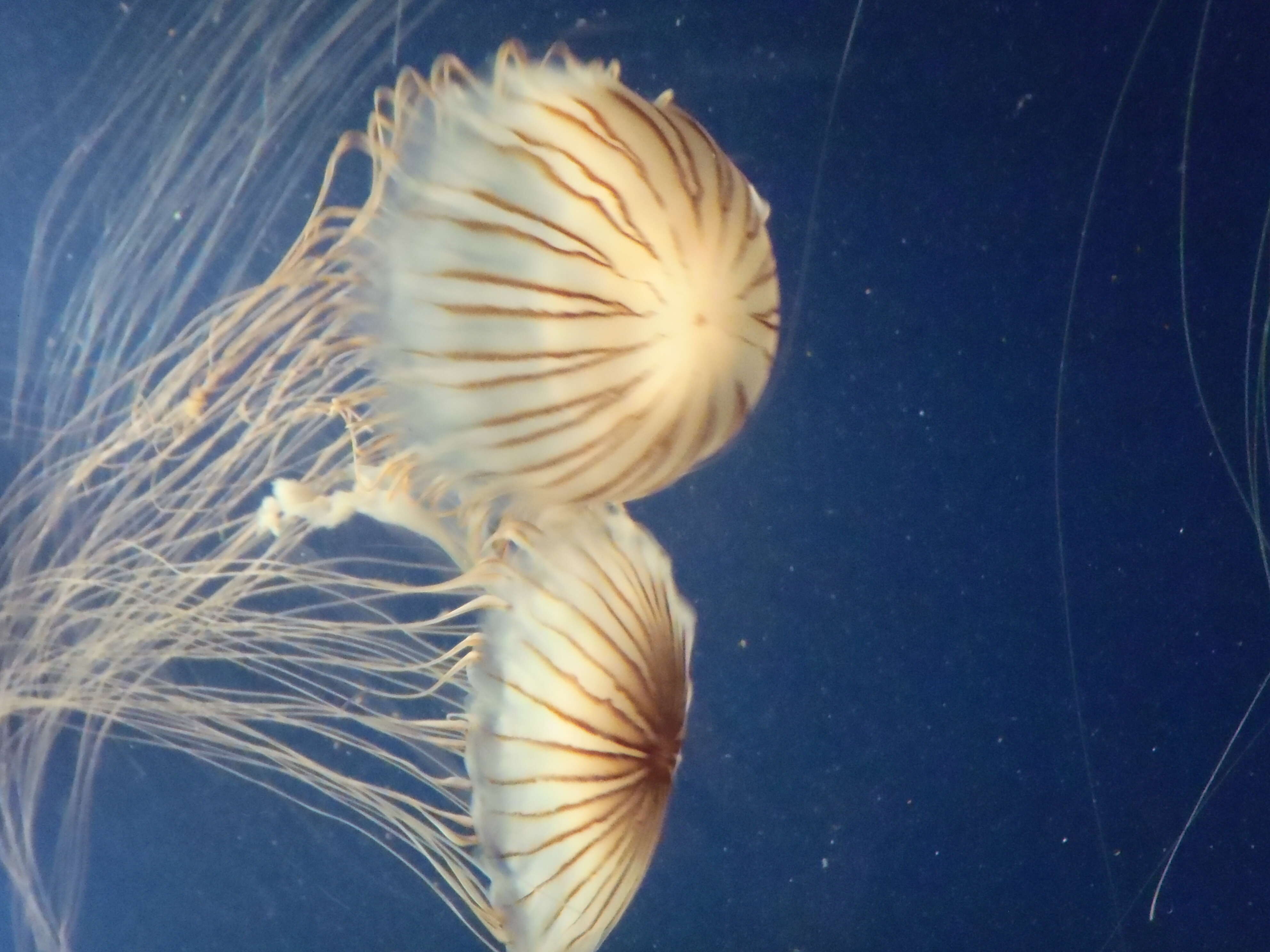 Image of Compass jellyfish