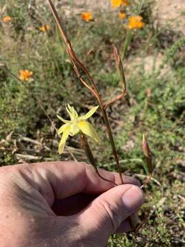 Moraea bituminosa (L. fil.) Ker Gawl. resmi