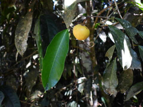 Image of Salacia disepala (C. T. White) Ding Hou