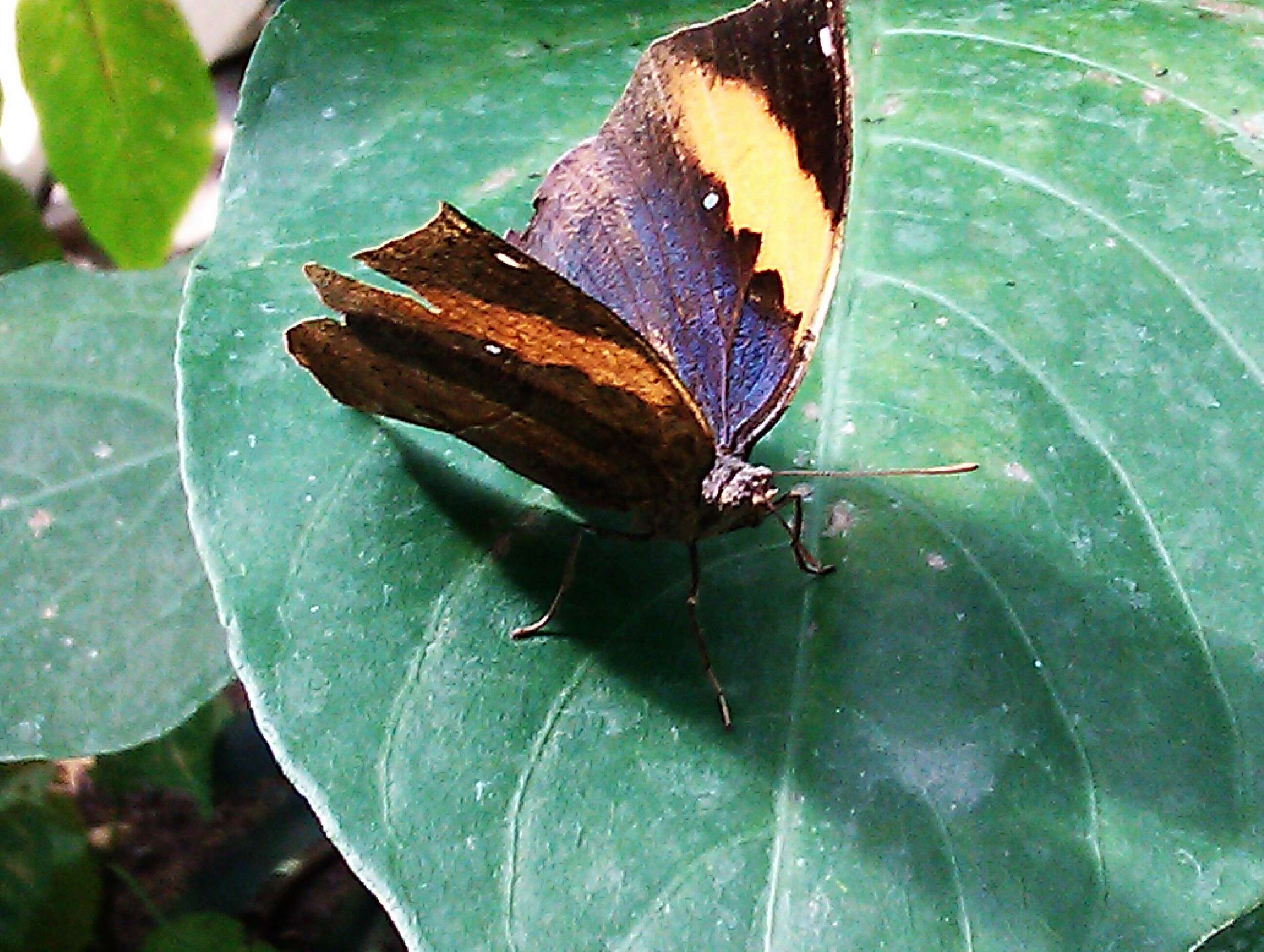 Image of Indian leafwing