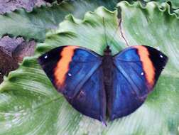 Image of Indian leafwing