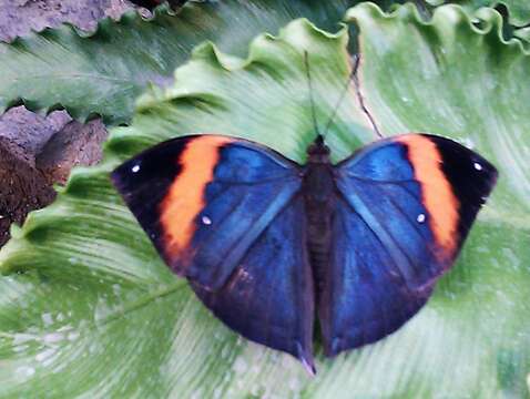 Image of Indian leafwing