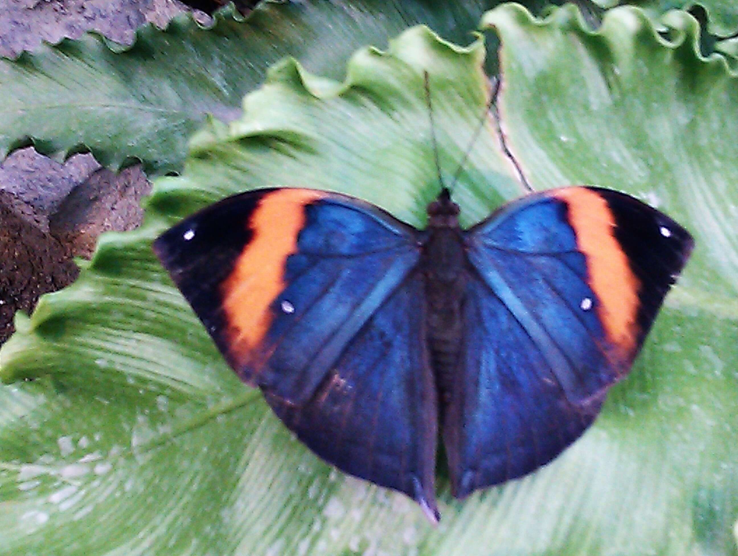 Image of Indian leafwing