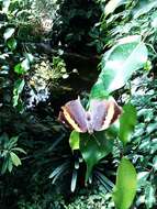 Image of Indian leafwing