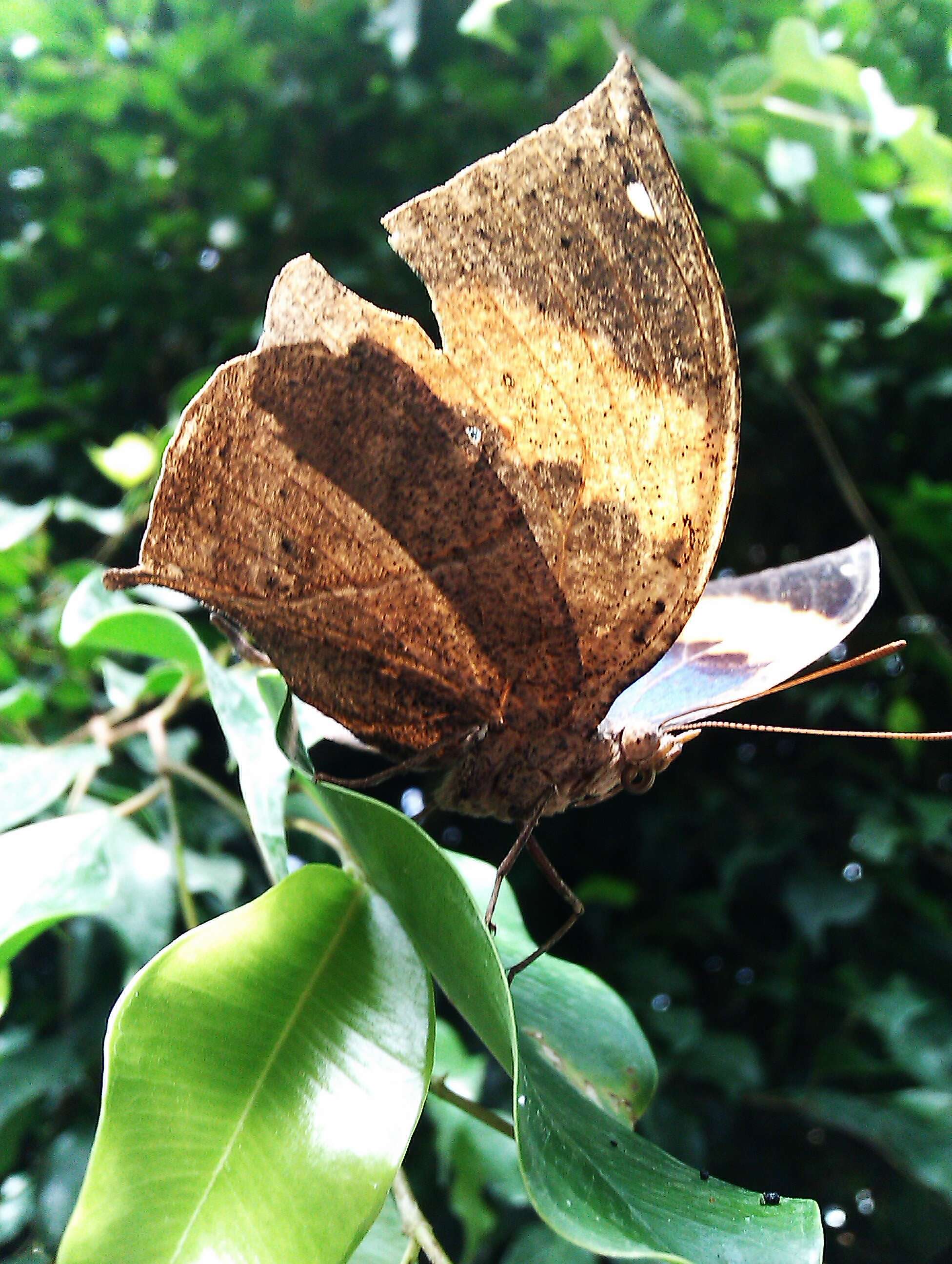 Image of Indian leafwing