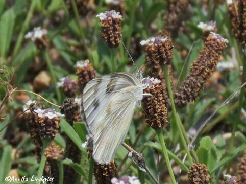 Image of Checkered White