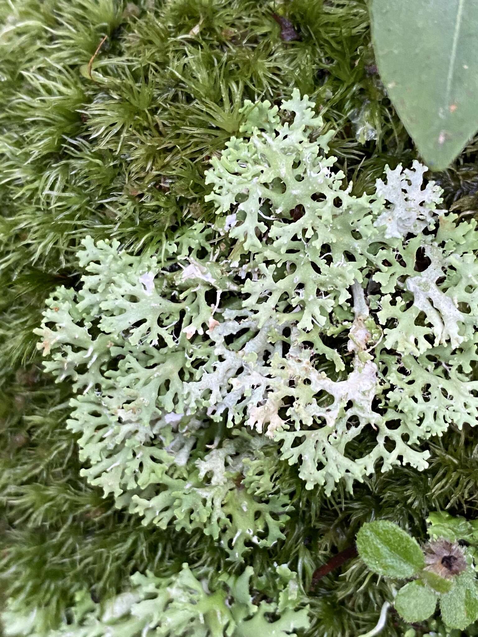 Image of Cladonia ceratophylla (Sw.) Spreng.