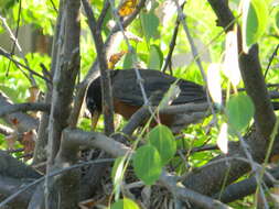 Image of American Robin