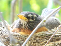 Image of American Robin