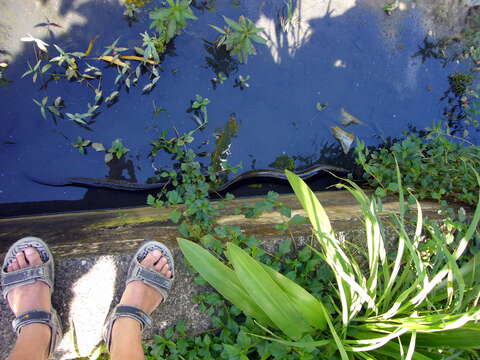 Image of Giant Long-finned Eel