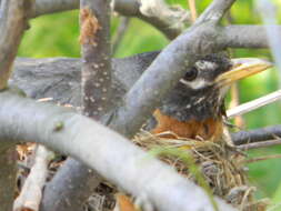 Image of American Robin