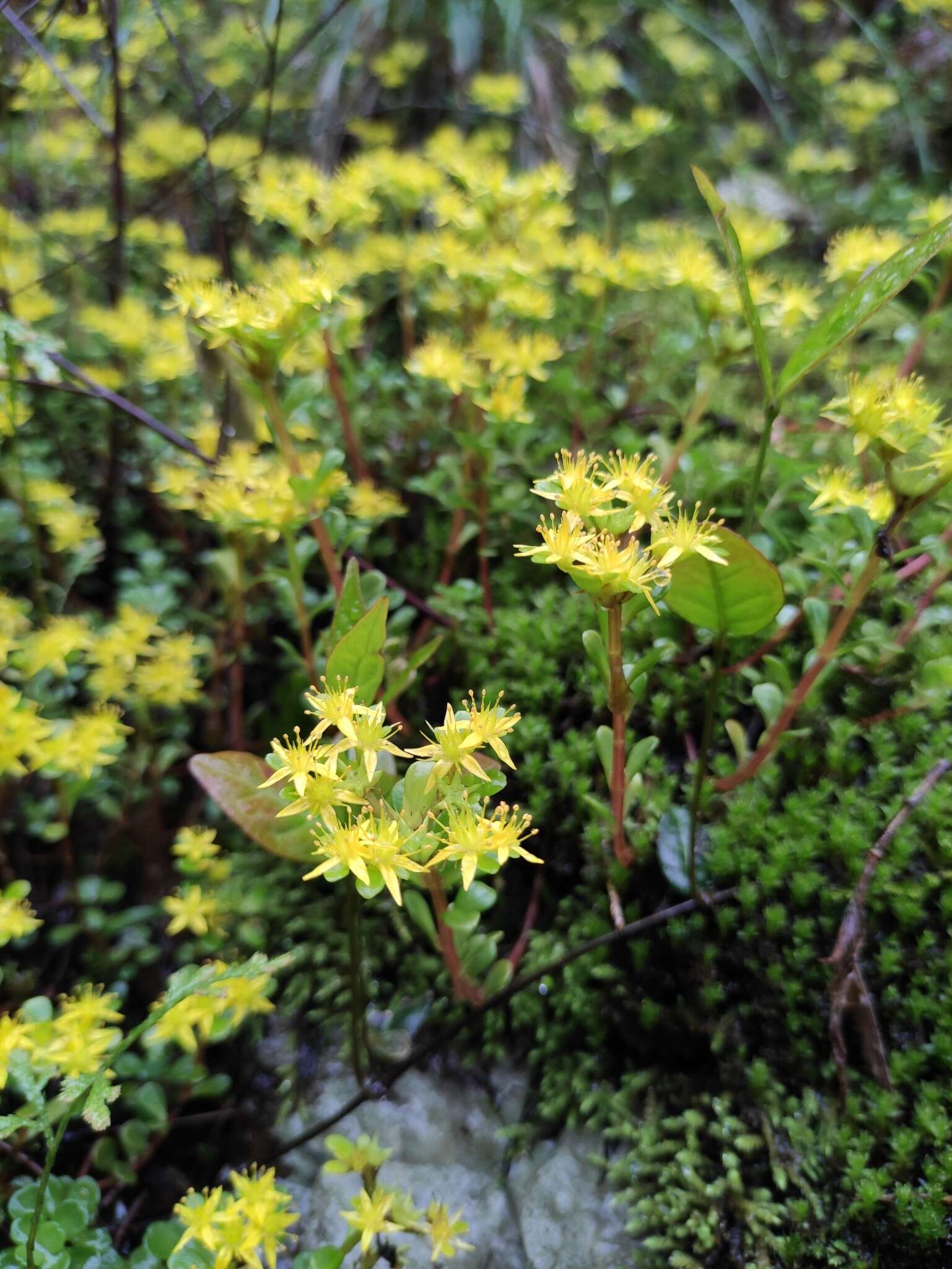 Слика од Sedum emarginatum Migo