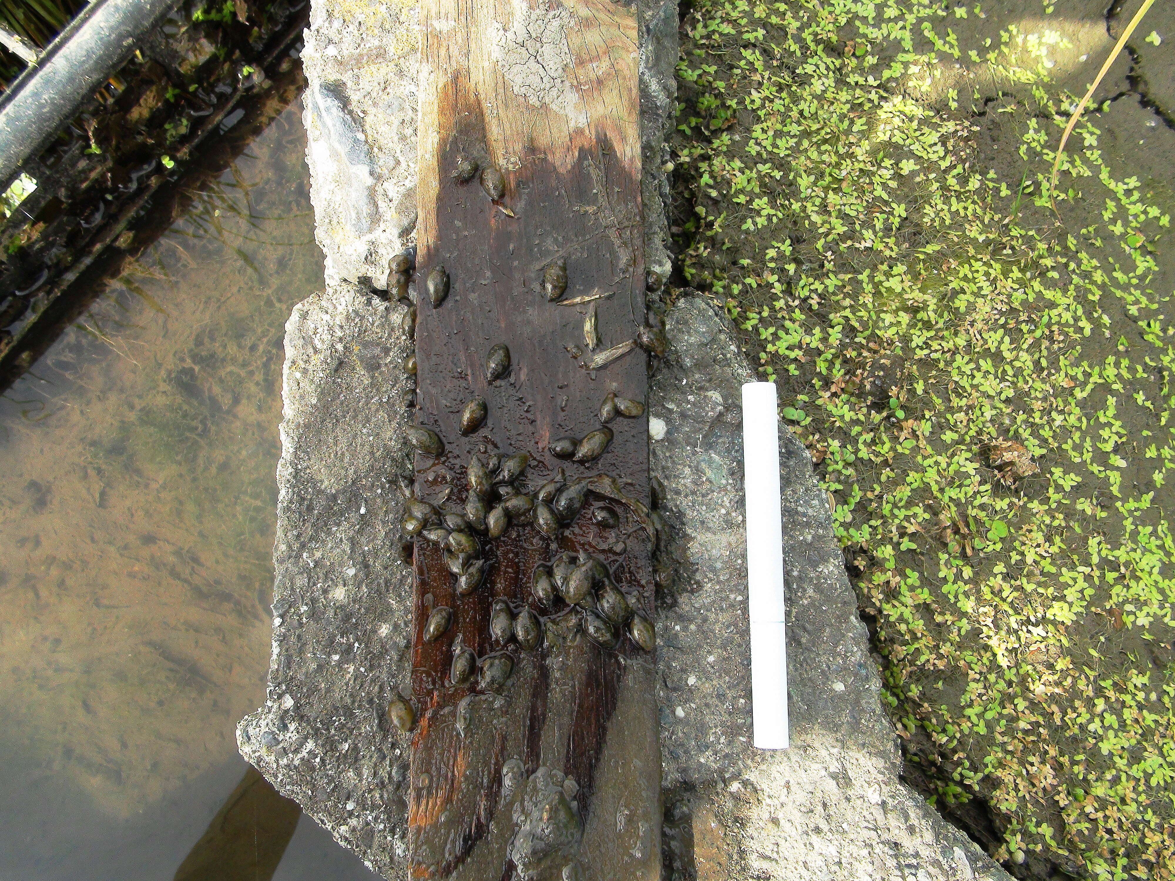 Image of acute bladder snail