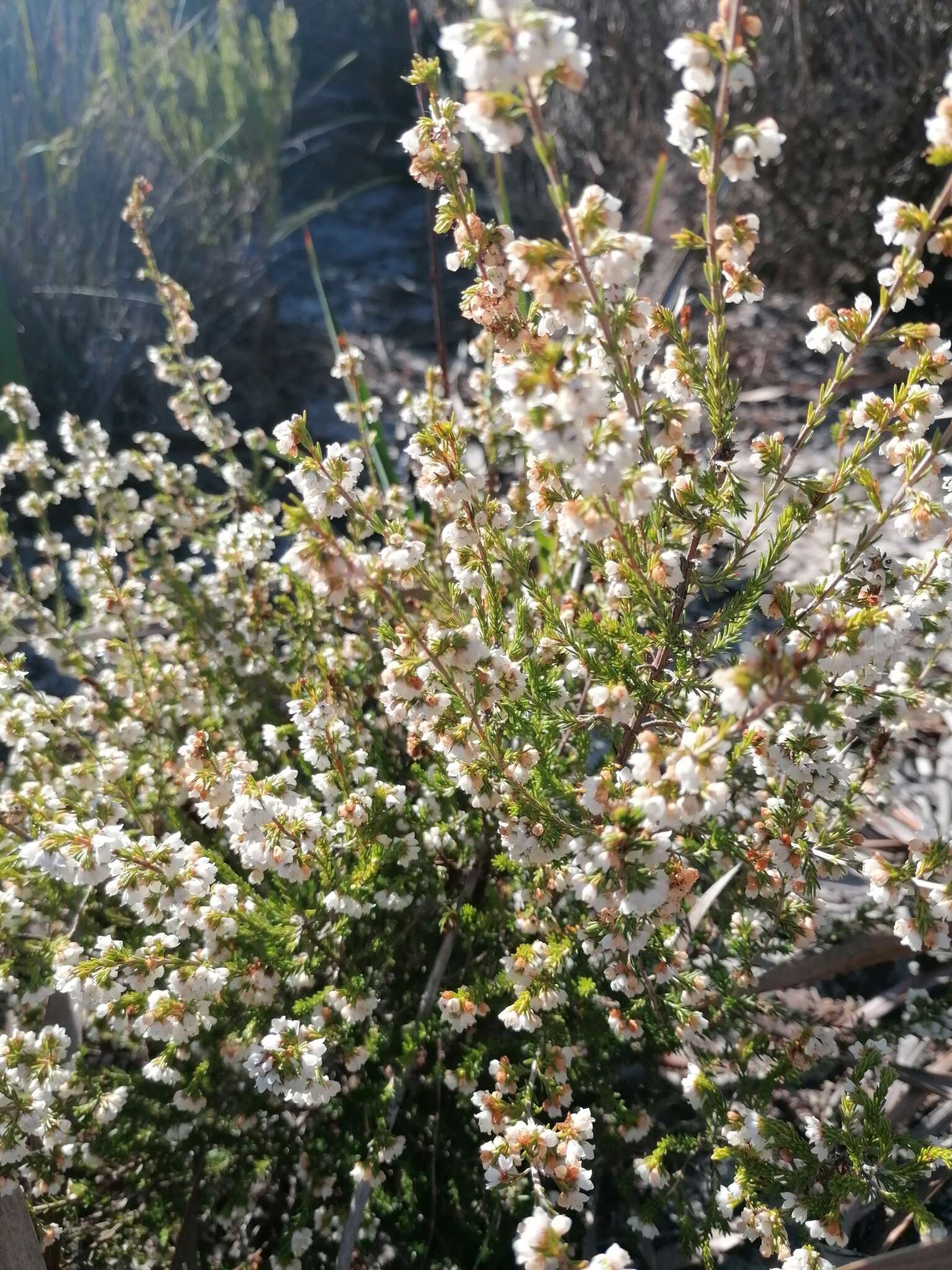 Image of Erica subdivaricata Berg.