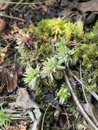 Imagem de <i>Sphagnum medium</i>