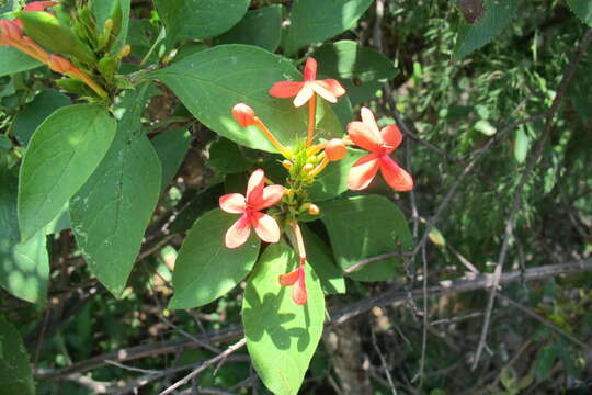 صورة Ruspolia australis (Milne-Redh.) Vollesen