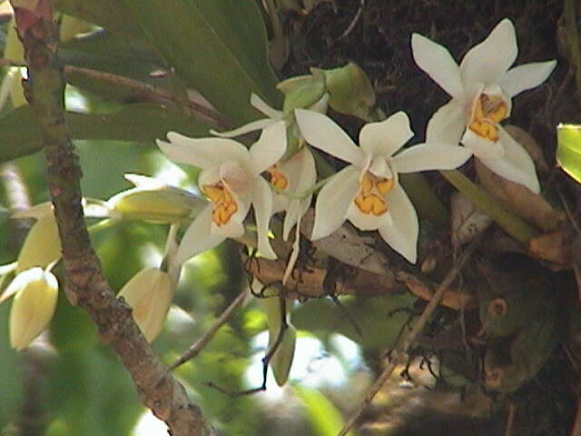 Image of Coelogyne nitida (Wall. ex D. Don) Lindl.