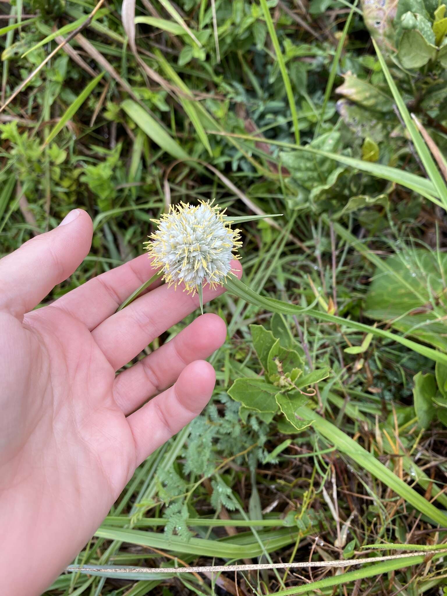 Image of Cyperus niveus Retz.