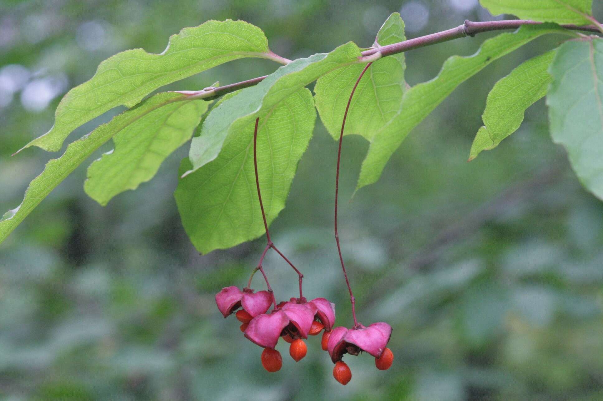 Imagem de Euonymus