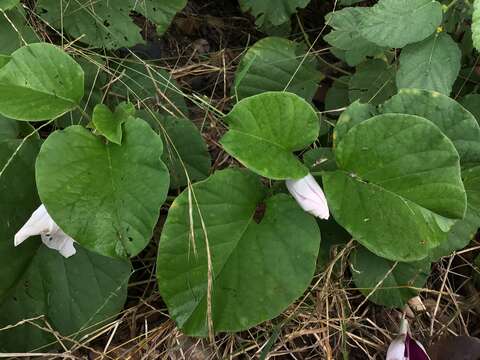 Слика од Ipomoea campanulata L.