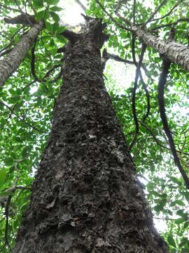 Plancia ëd Bruguiera hainesii C. G. Rogers