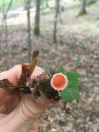 Image of Shaggy Scarlet Cup