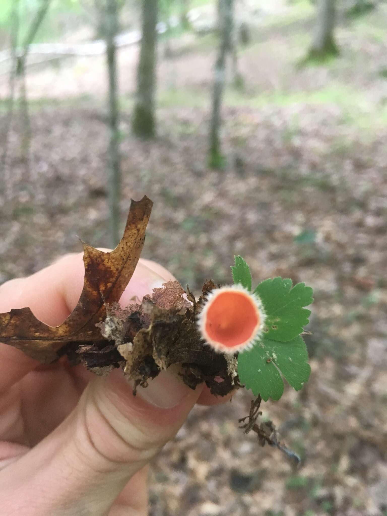 Image of Shaggy Scarlet Cup