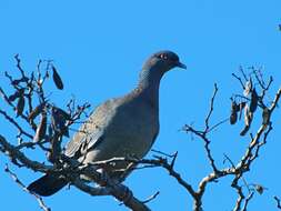 Image of Picazuro Pigeon