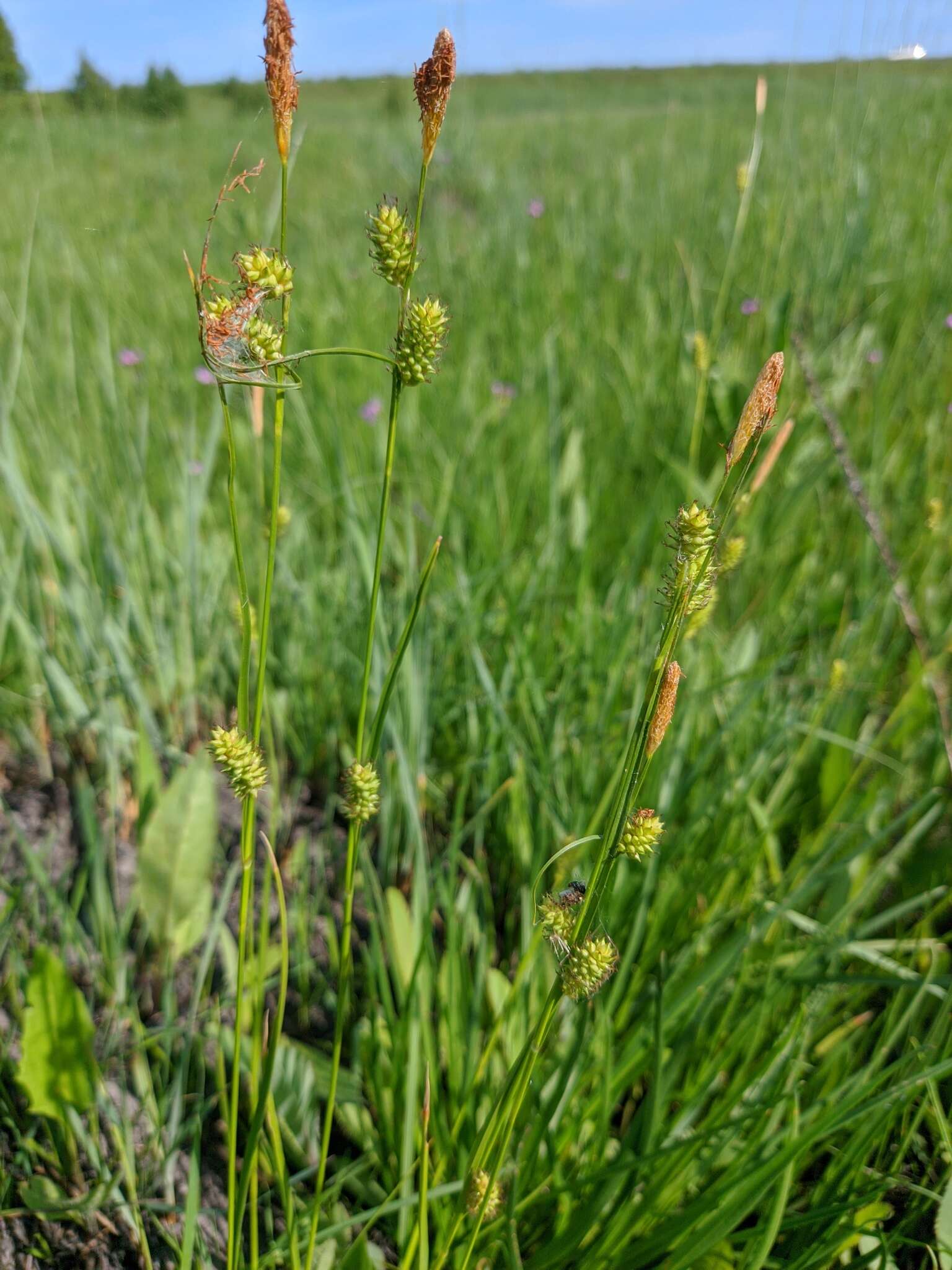 Sivun Carex diluta M. Bieb. kuva