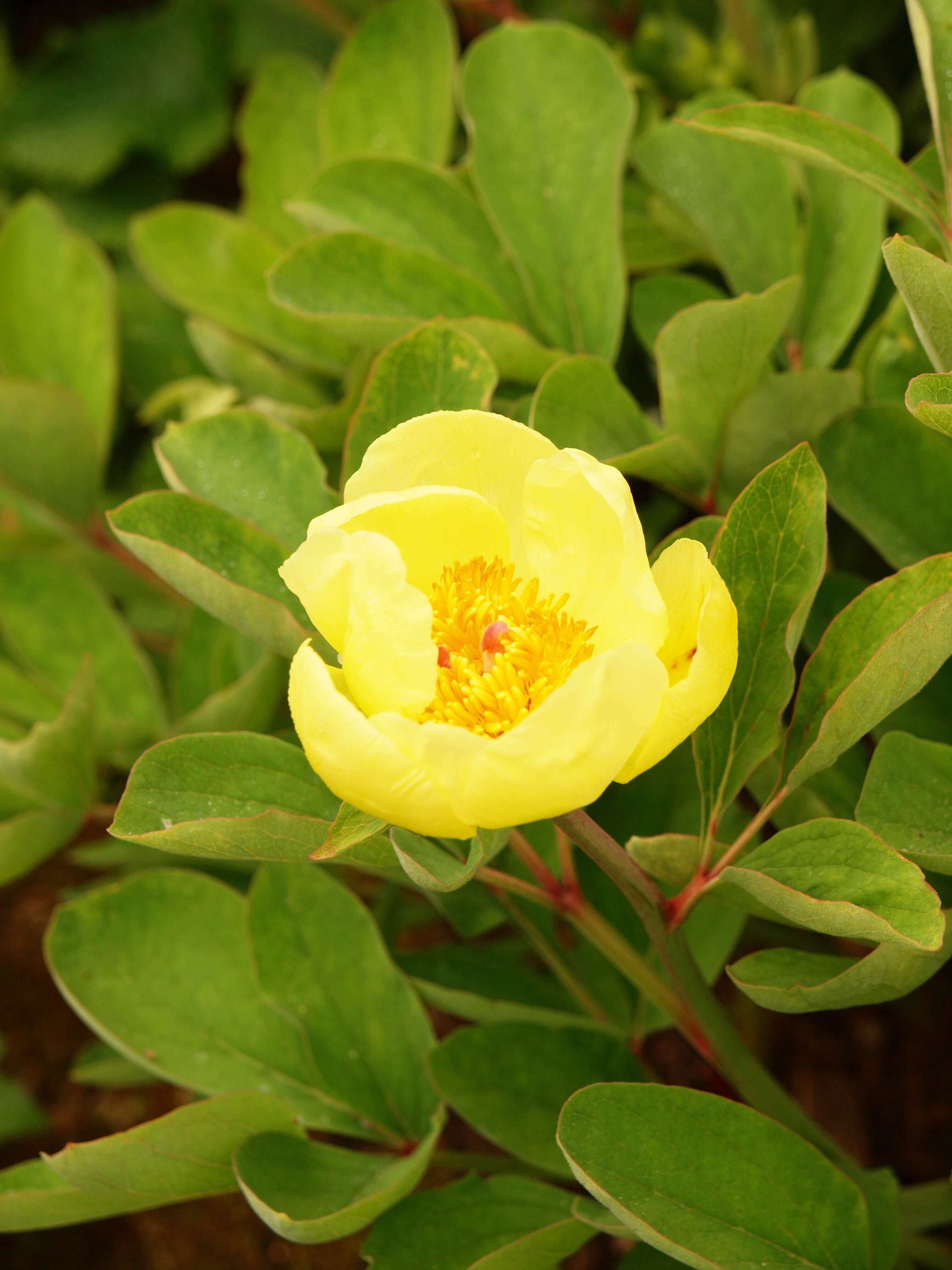 صورة Paeonia daurica Andrews