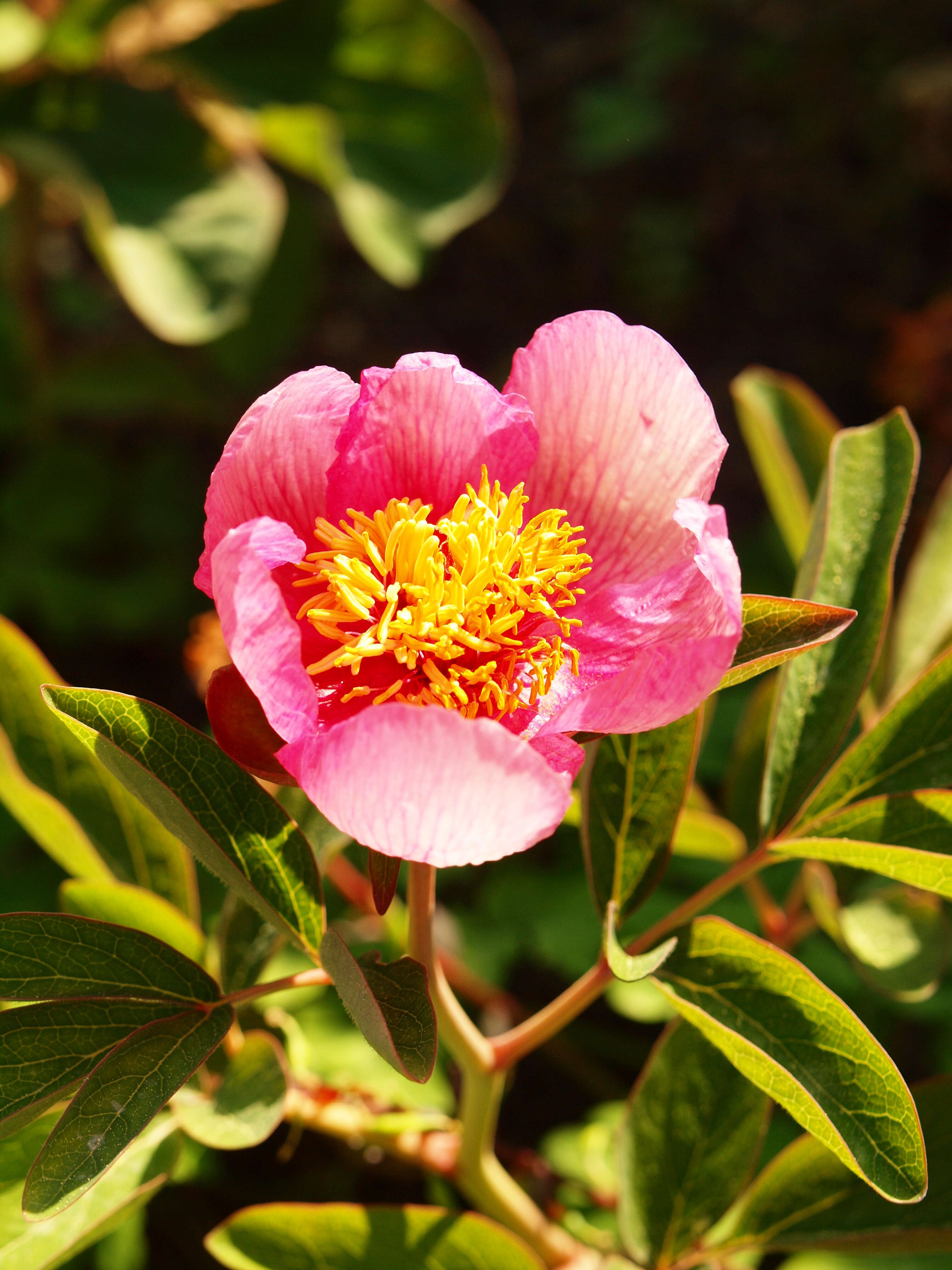 Image of Paeonia daurica Andrews