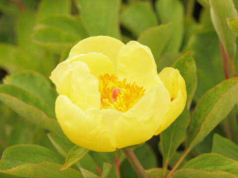 صورة Paeonia daurica Andrews