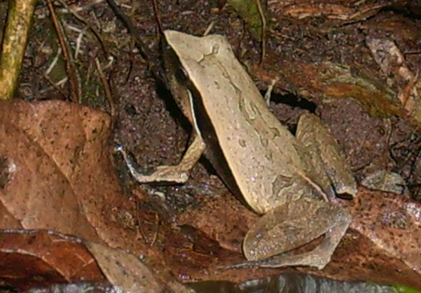 Image of Menwig Frog