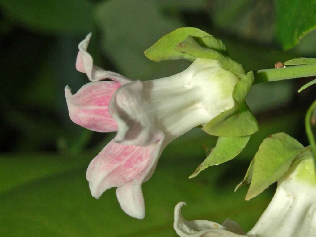 Araujia sericifera Brot. resmi