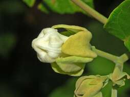 Araujia sericifera Brot. resmi