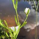 Sivun Sabatia calycina (Lam.) Heller kuva