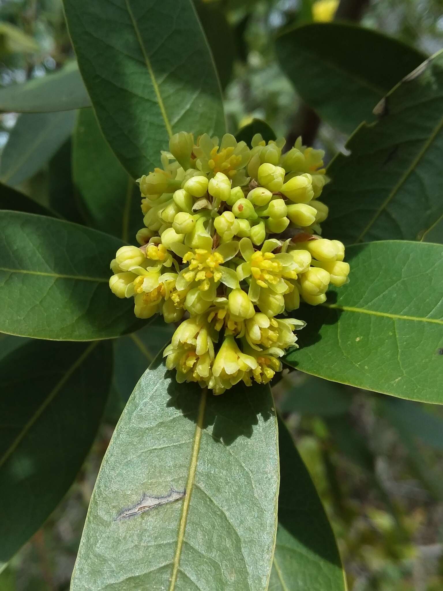 Image of California laurel