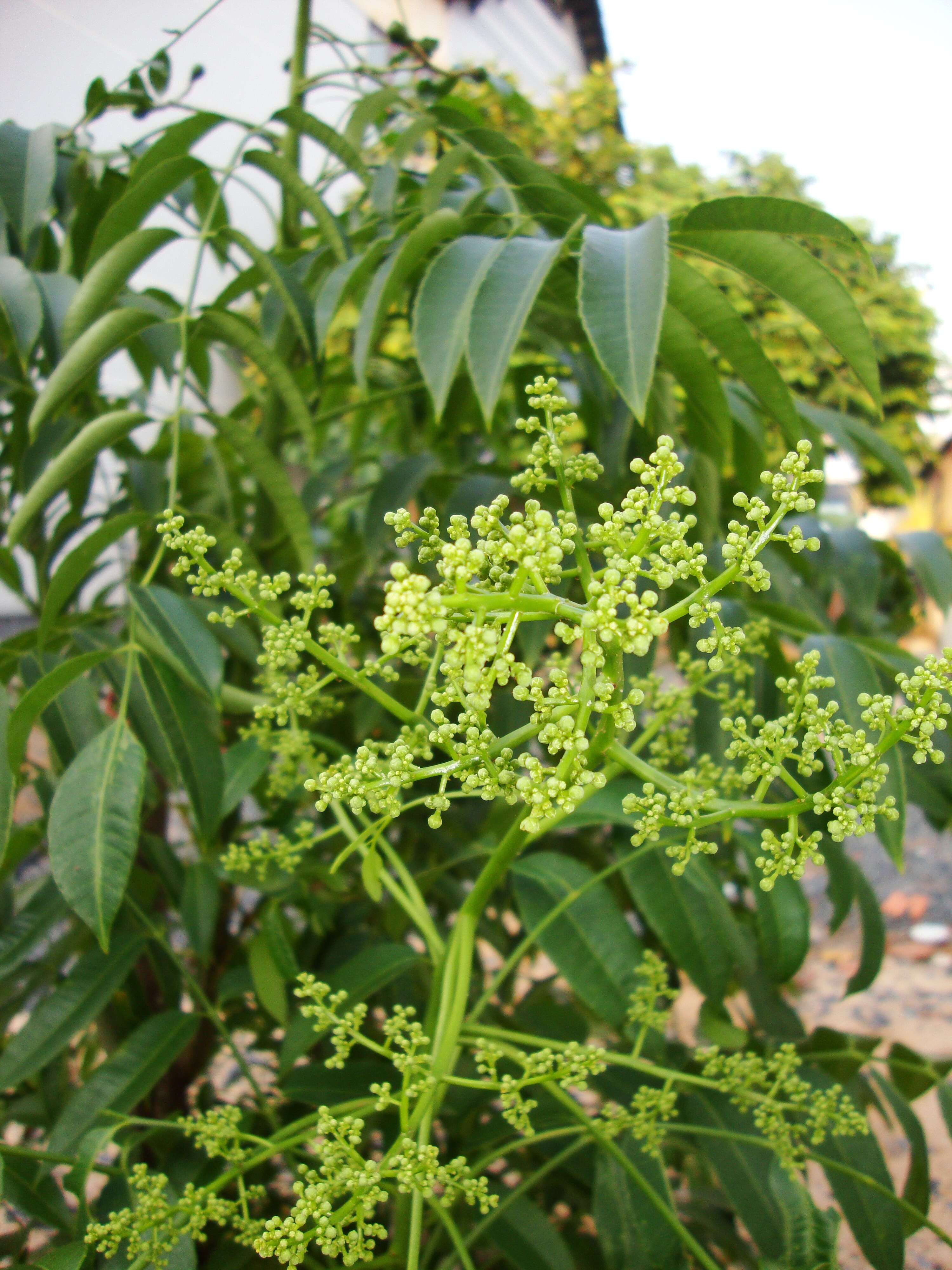 Image of Jewish plum