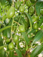 Image of Jewish plum